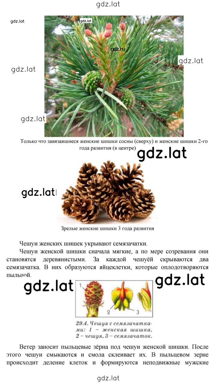 Решение задания № § 29 — страница 5