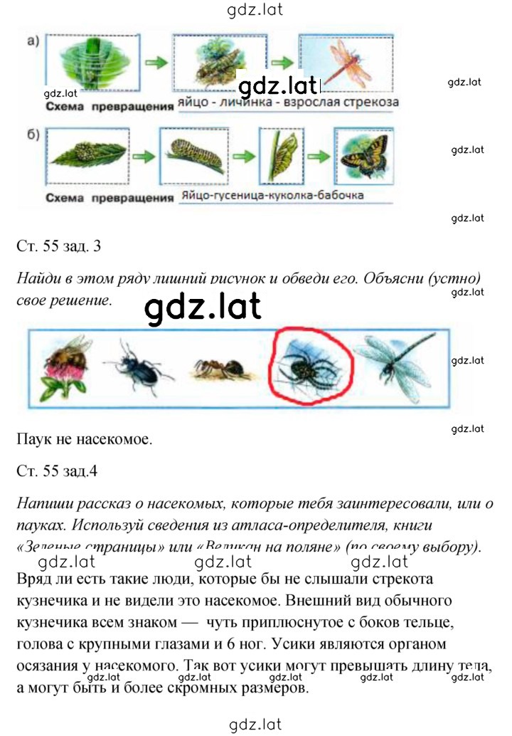 Решение задания № 55 — страница 2
