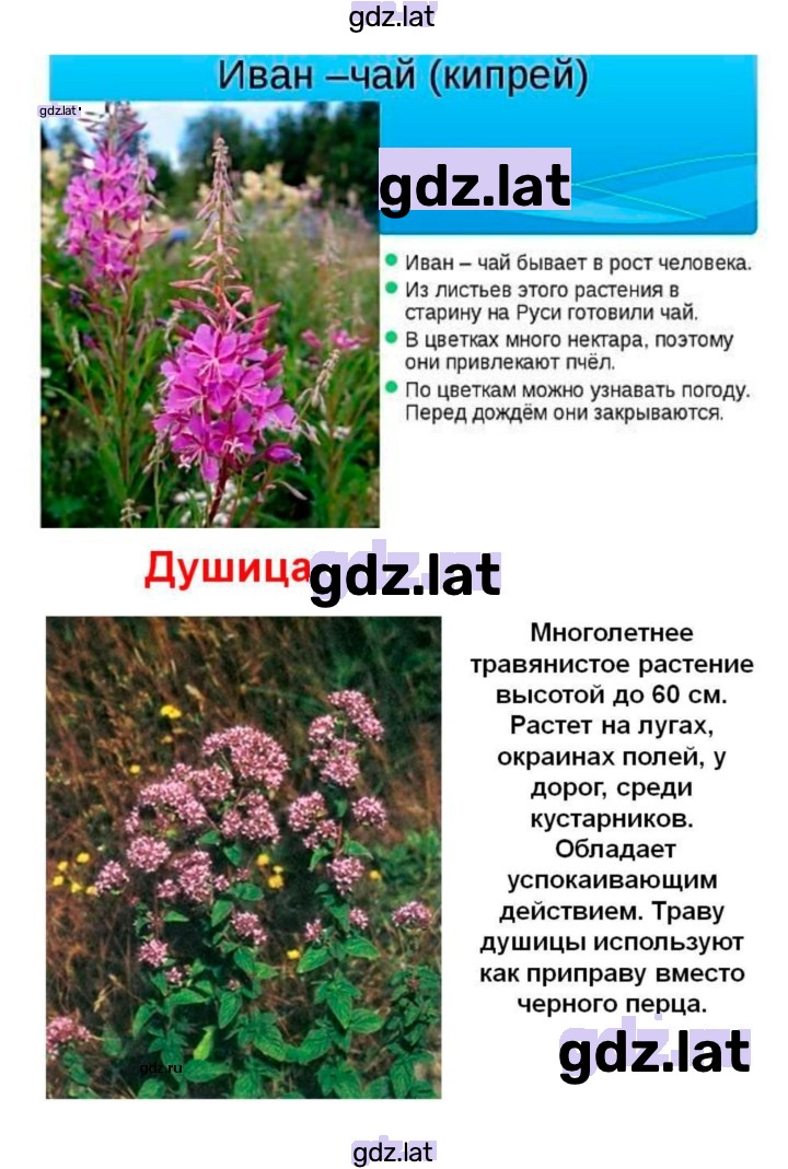 Решение задания № 46 — страница 15