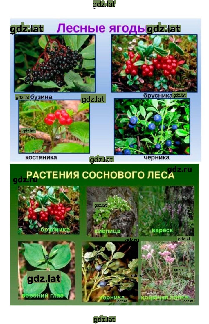 Решение задания № 55 — страница 6